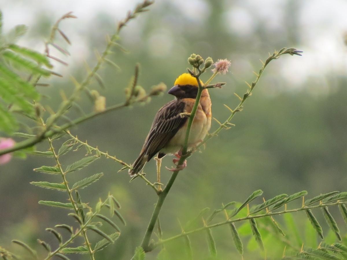 Baya Weaver - Tom Wheatley