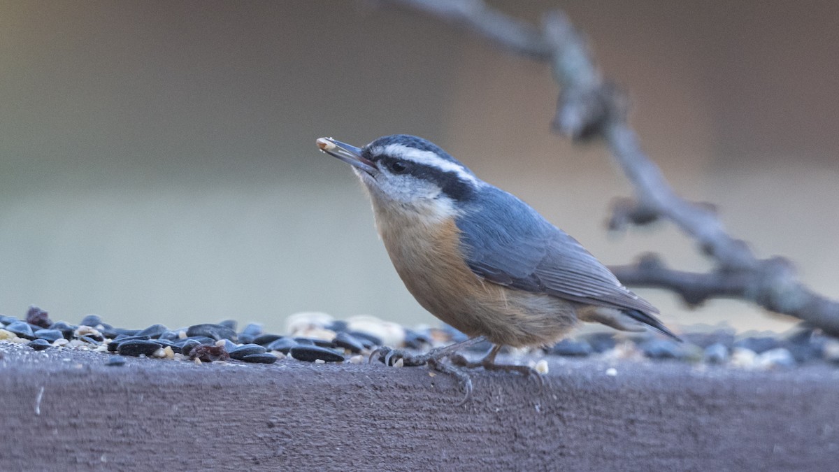 Red-breasted Nuthatch - Paul Clifford