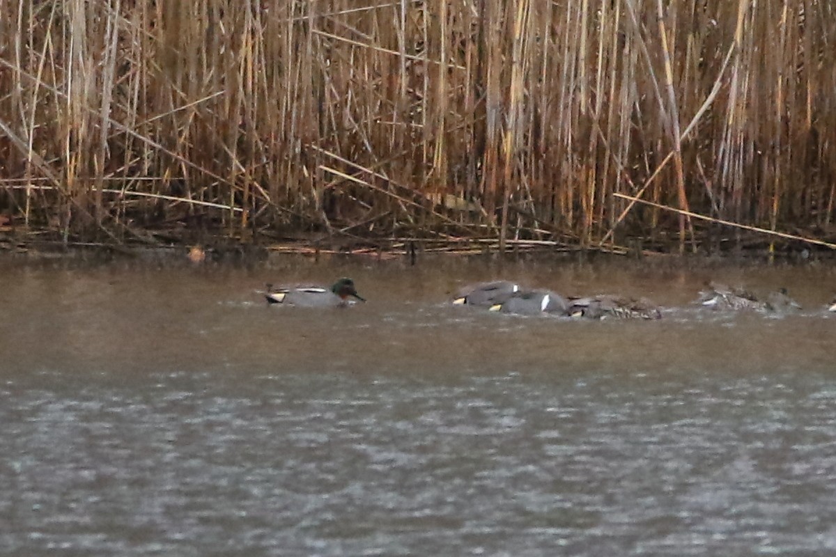 Green-winged Teal (Eurasian) - ML52459111