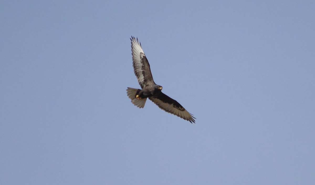 Ferruginous Hawk - ML524591521