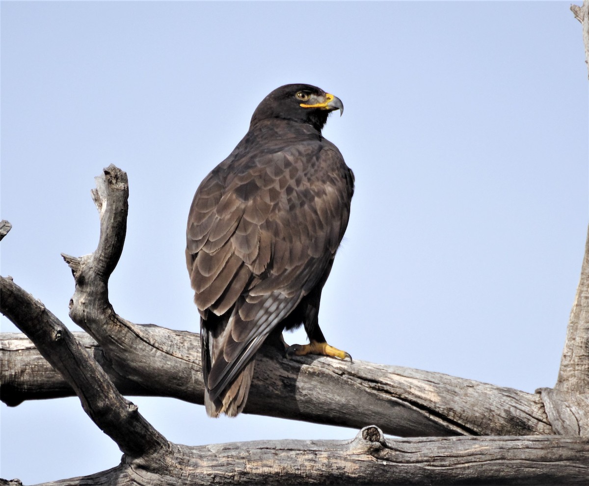 Ferruginous Hawk - ML524591531