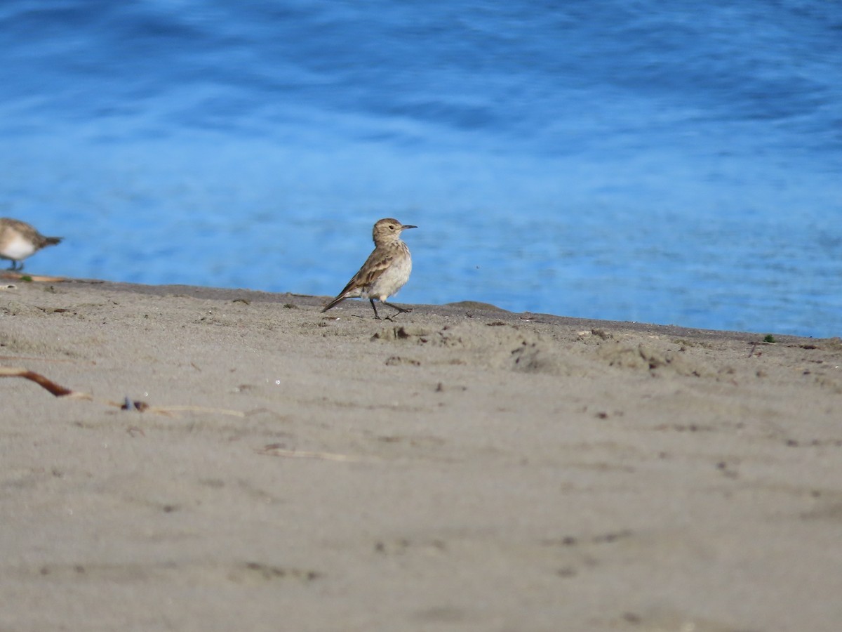 patagoniatunnelfugl - ML524593481