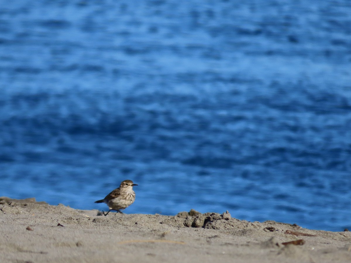 patagoniatunnelfugl - ML524593641