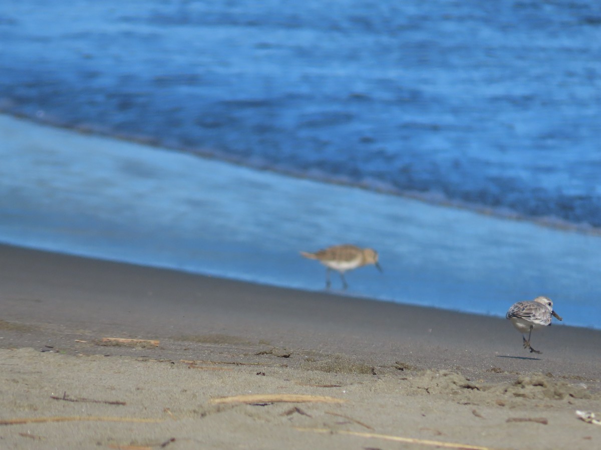 Bécasseau sanderling - ML524593831