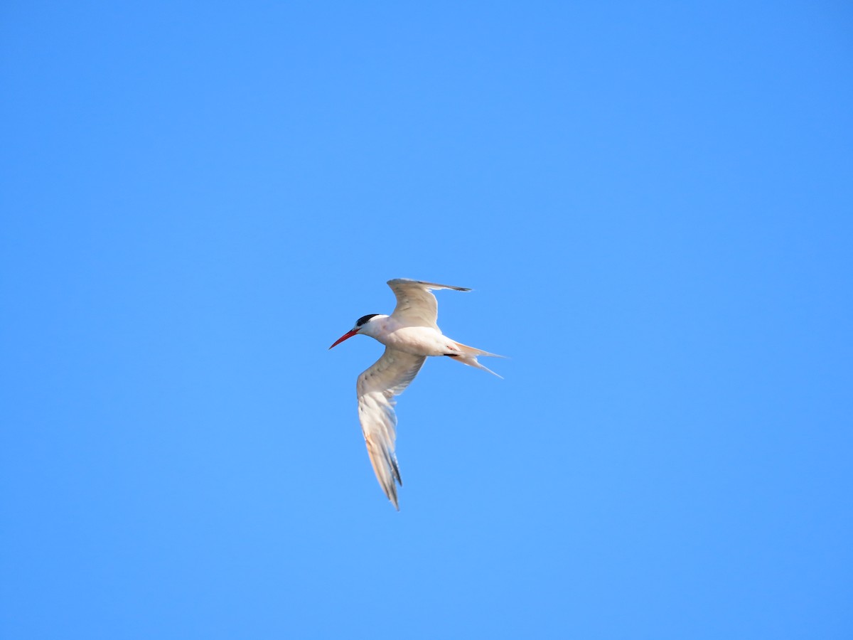 Elegant Tern - Carlos Cáceres Gatica