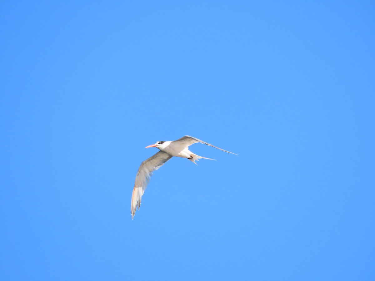 Elegant Tern - ML524594321