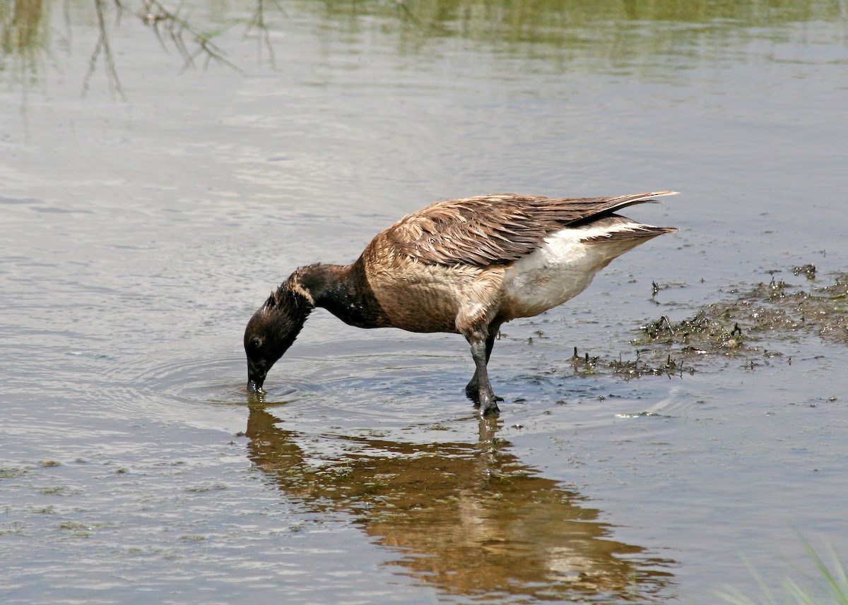 berneška tmavá - ML524594911