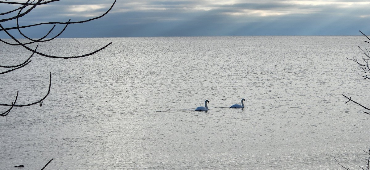 Cygne tuberculé - ML524595271