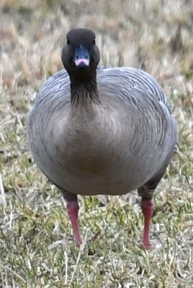 Pink-footed Goose - ML524596541