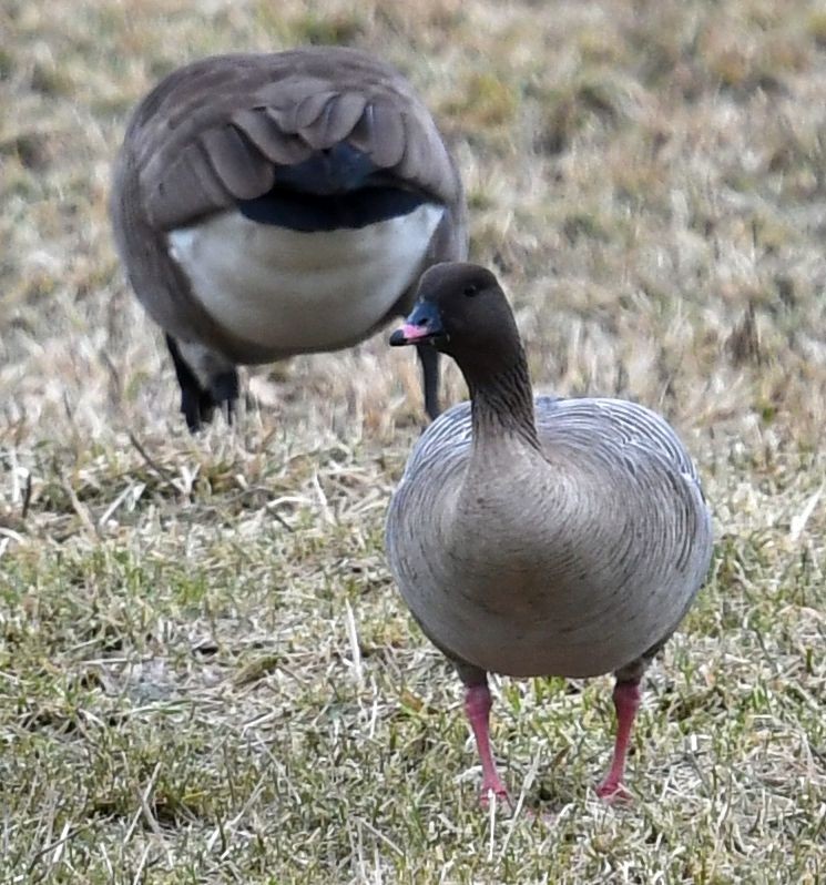 Pink-footed Goose - ML524596551