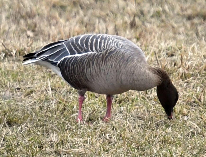 Pink-footed Goose - ML524596561