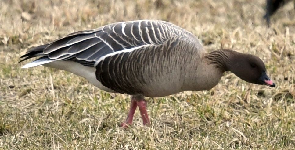 Pink-footed Goose - ML524596571