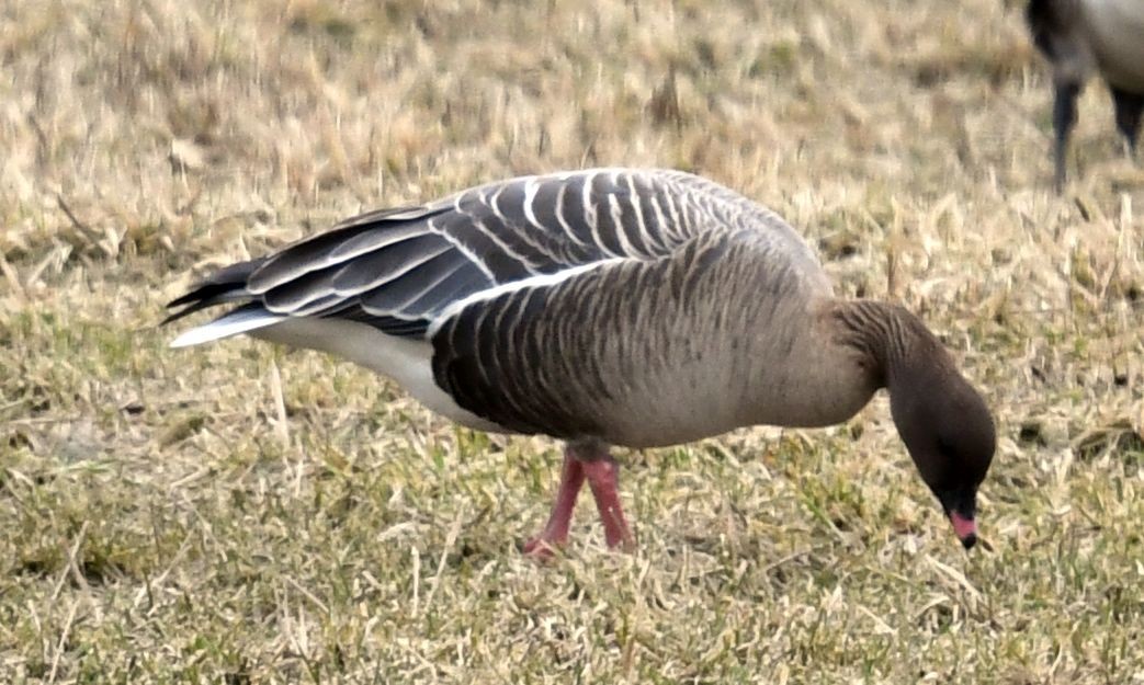 Pink-footed Goose - ML524596581