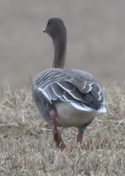 Pink-footed Goose - ML524596591