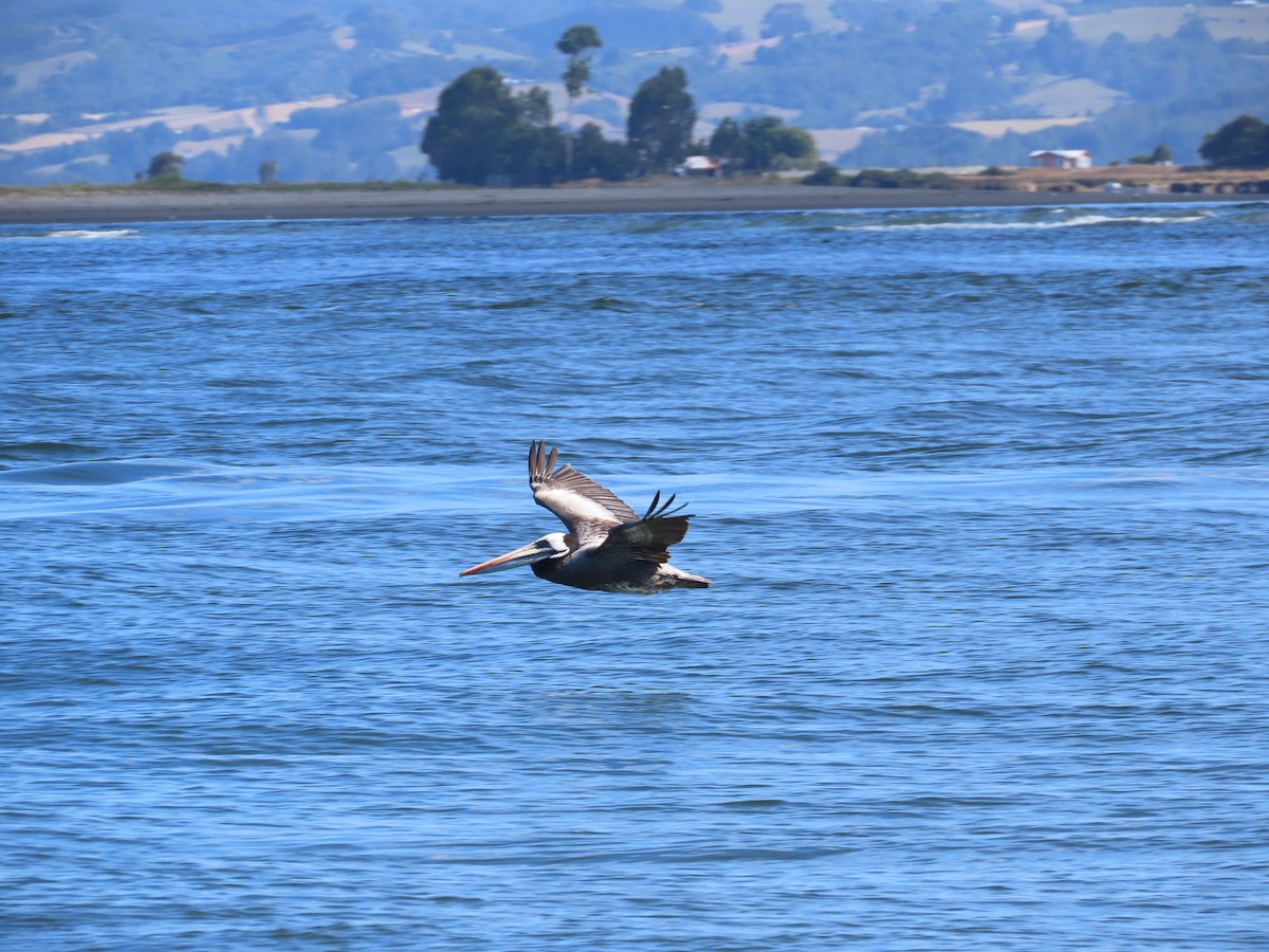 Peruvian Pelican - ML524596991