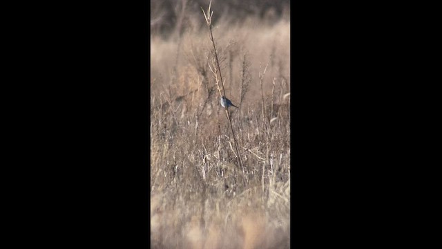 Mountain Bluebird - ML524599491