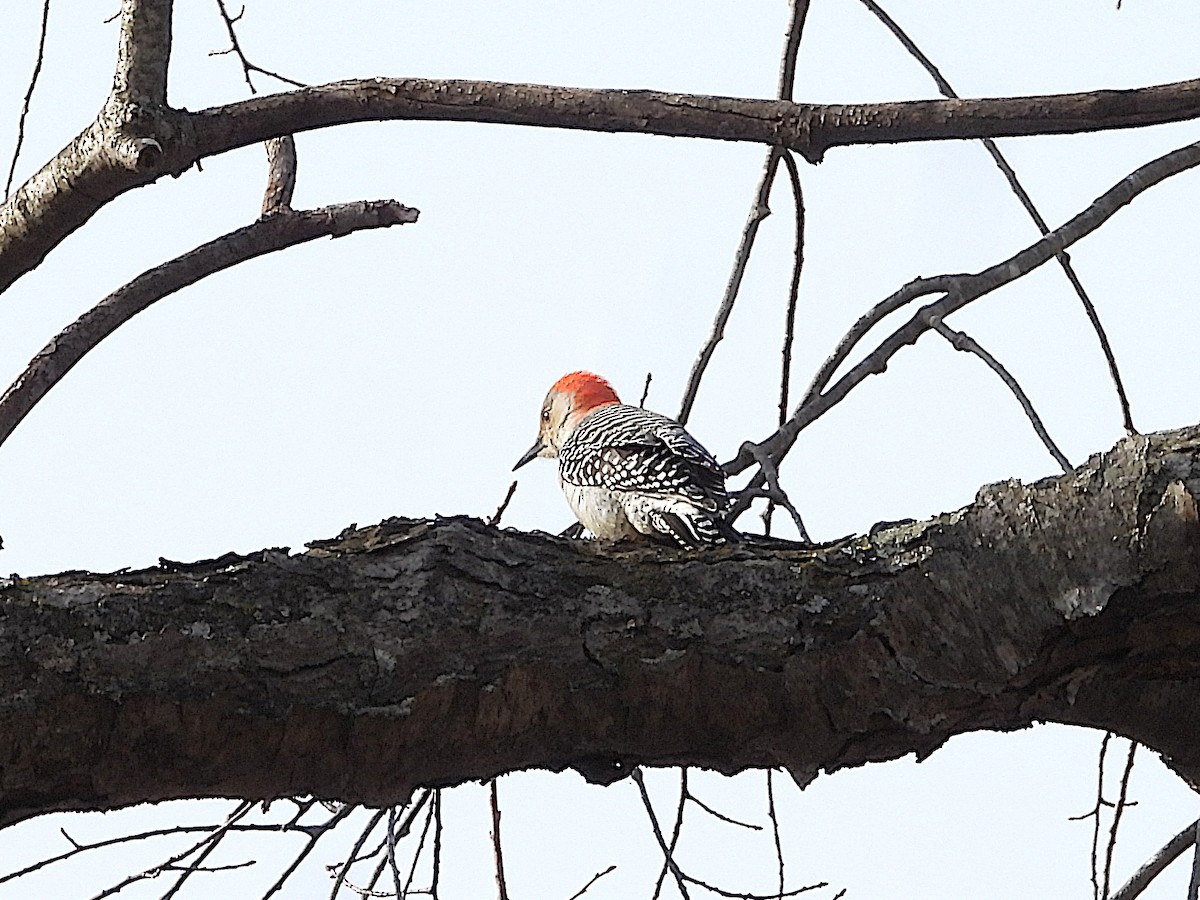 Red-bellied Woodpecker - ML524600721