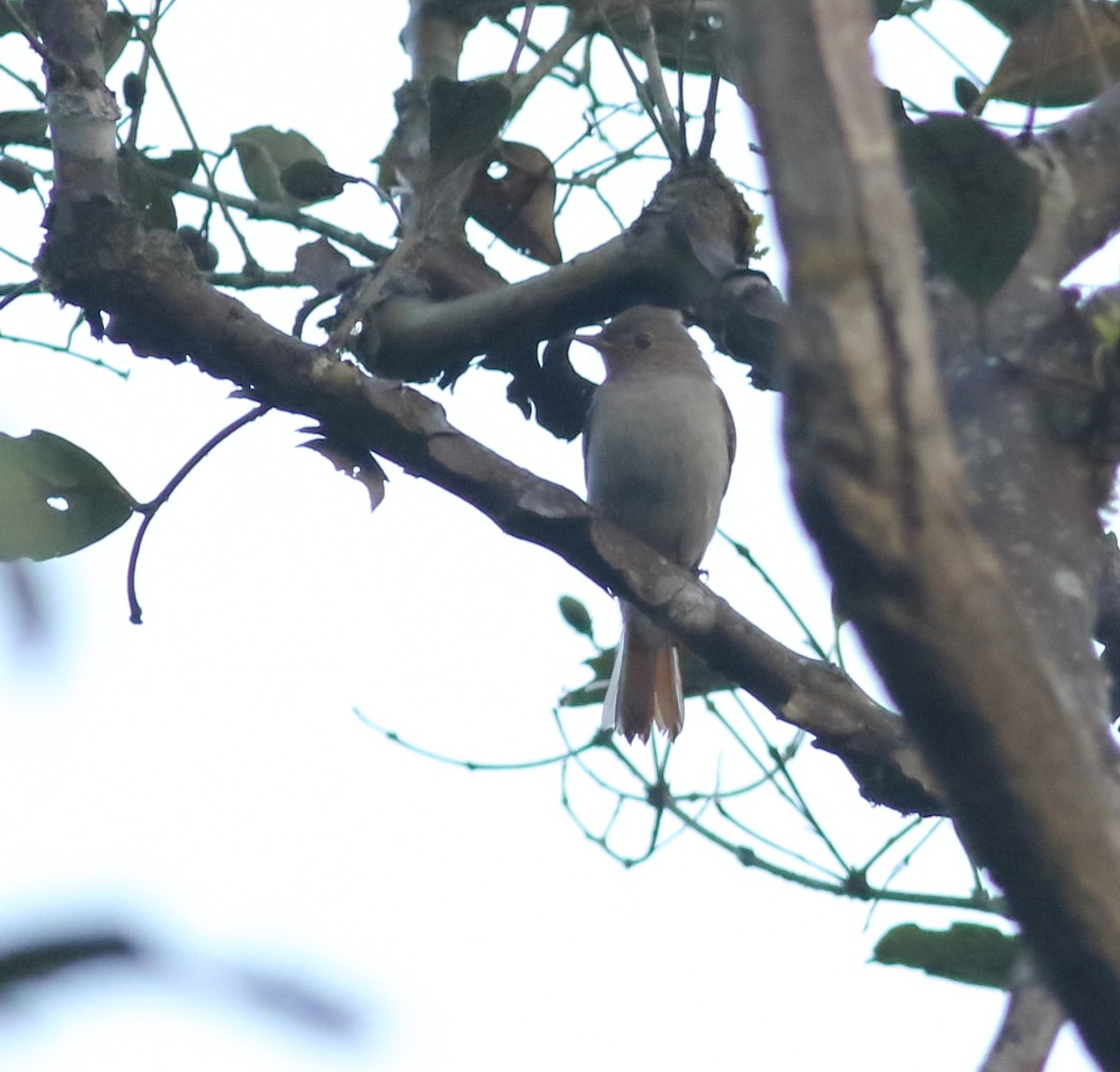 Rusty-tailed Flycatcher - Savio Fonseca (www.avocet-peregrine.com)