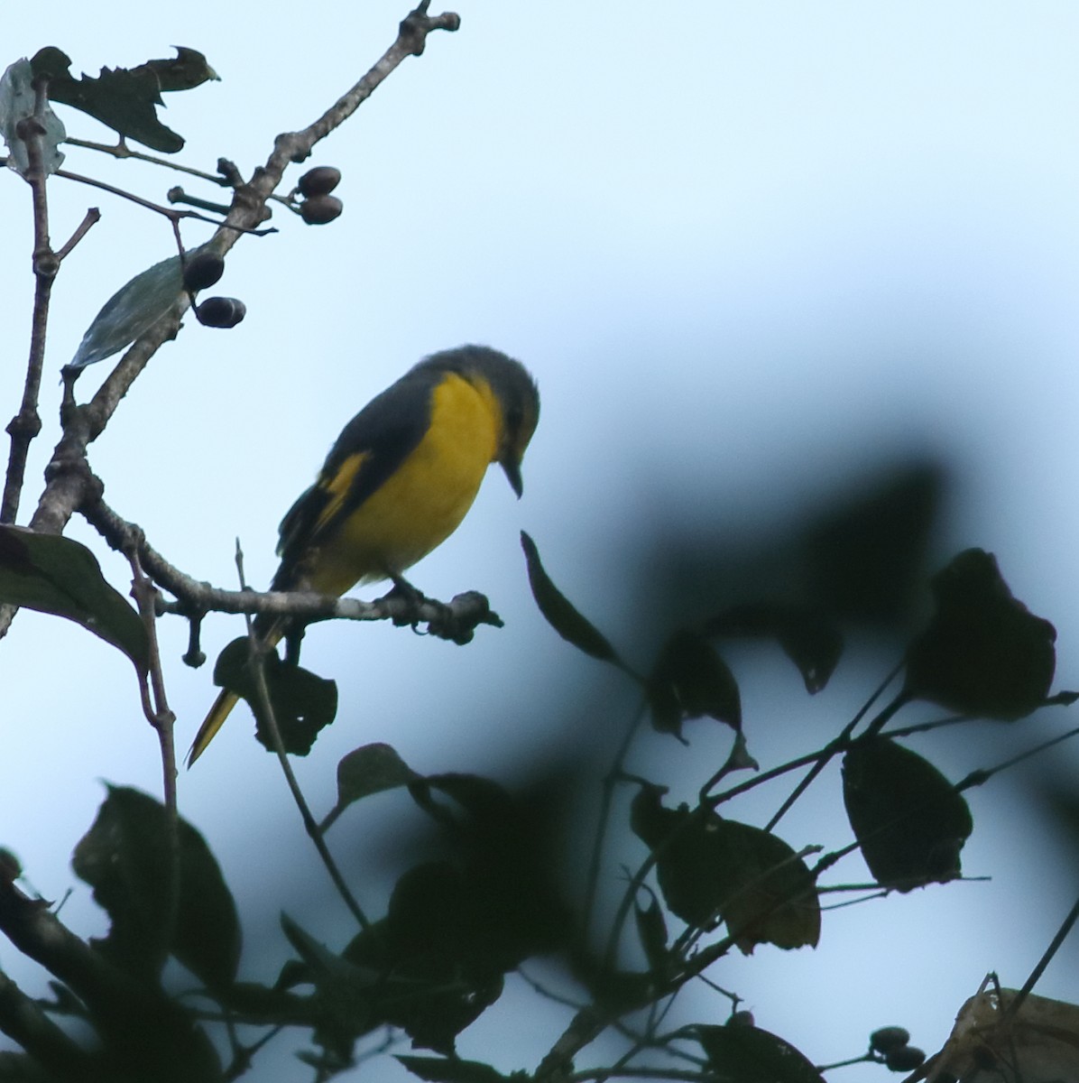 Orange Minivet - ML524601831