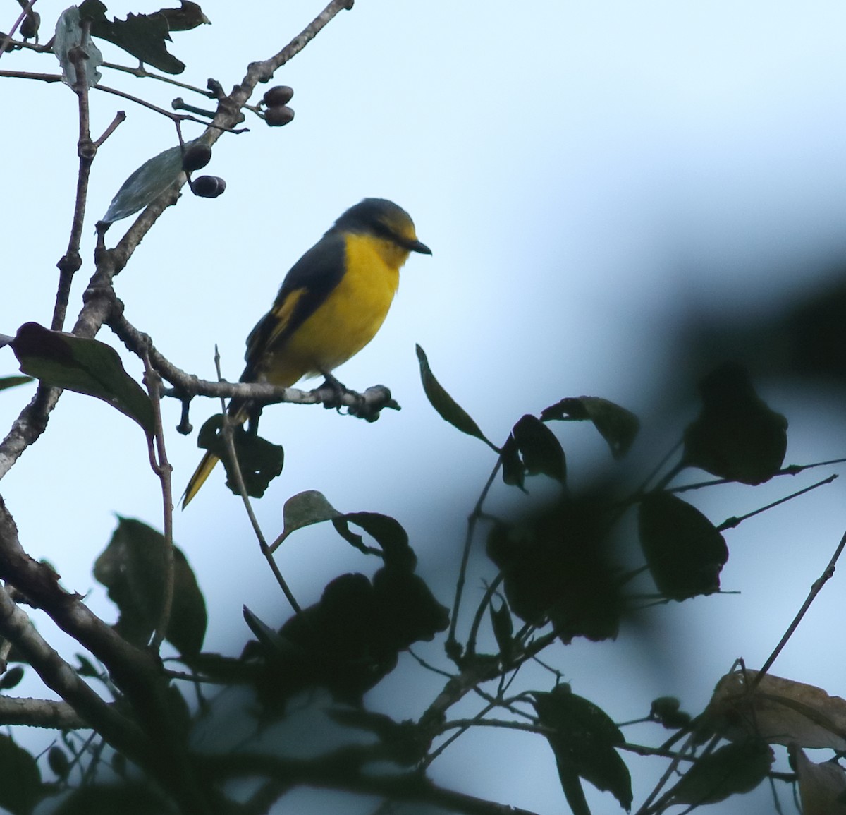 Orange Minivet - ML524601841