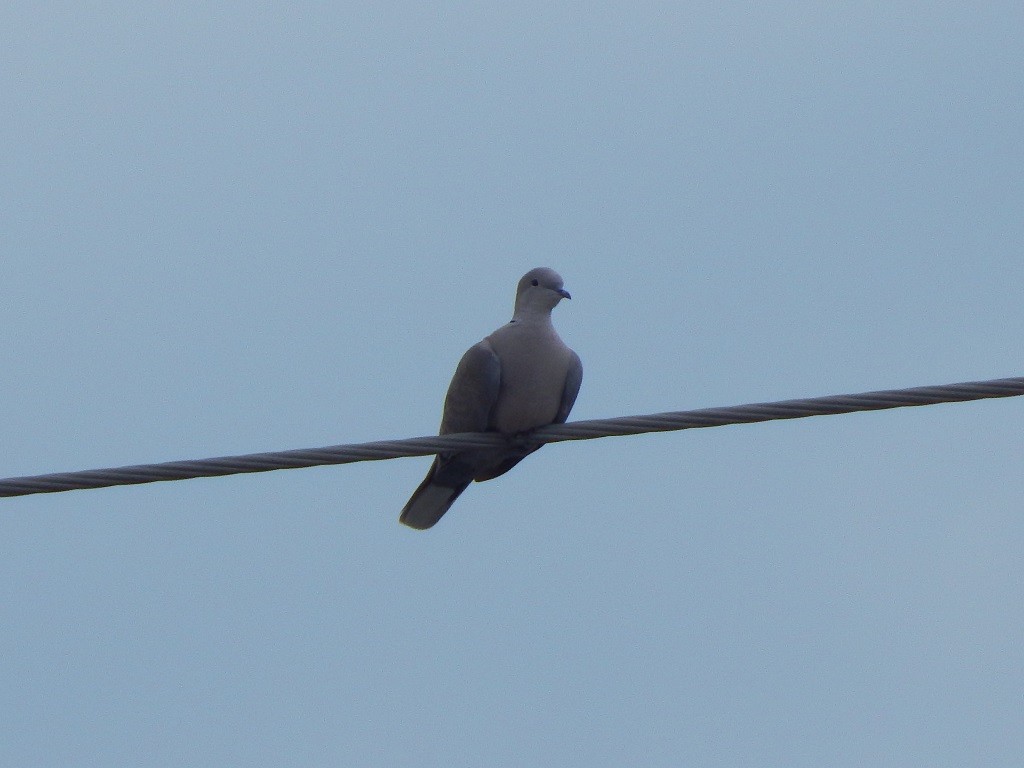 Eurasian Collared-Dove - ML52460191