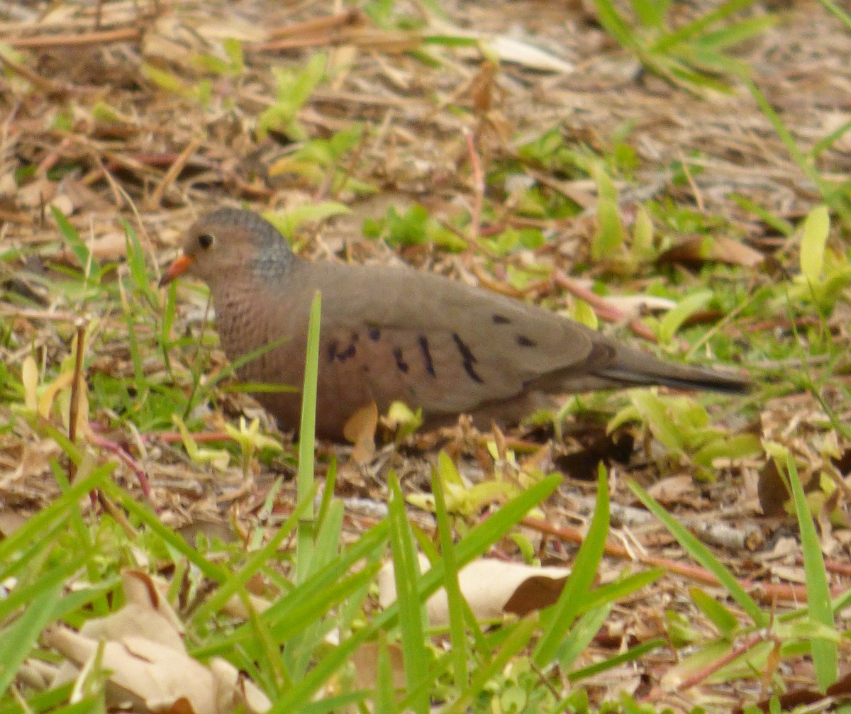 Common Ground Dove - David True