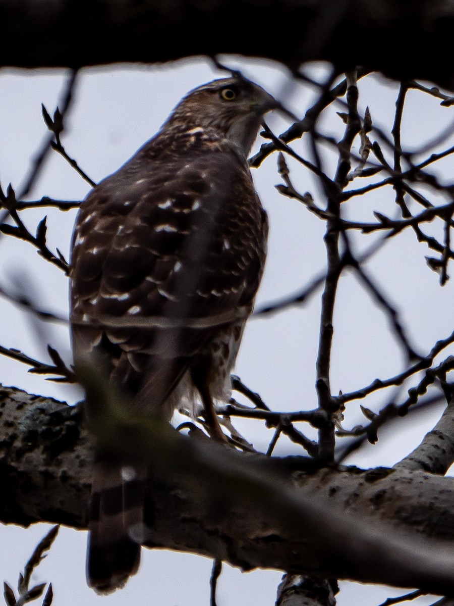 Cooper's Hawk - ML524602681