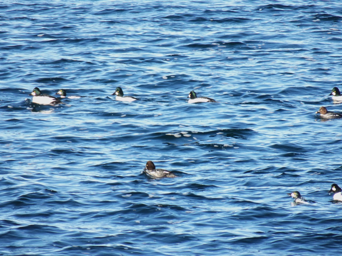 Common Goldeneye - ML524602801