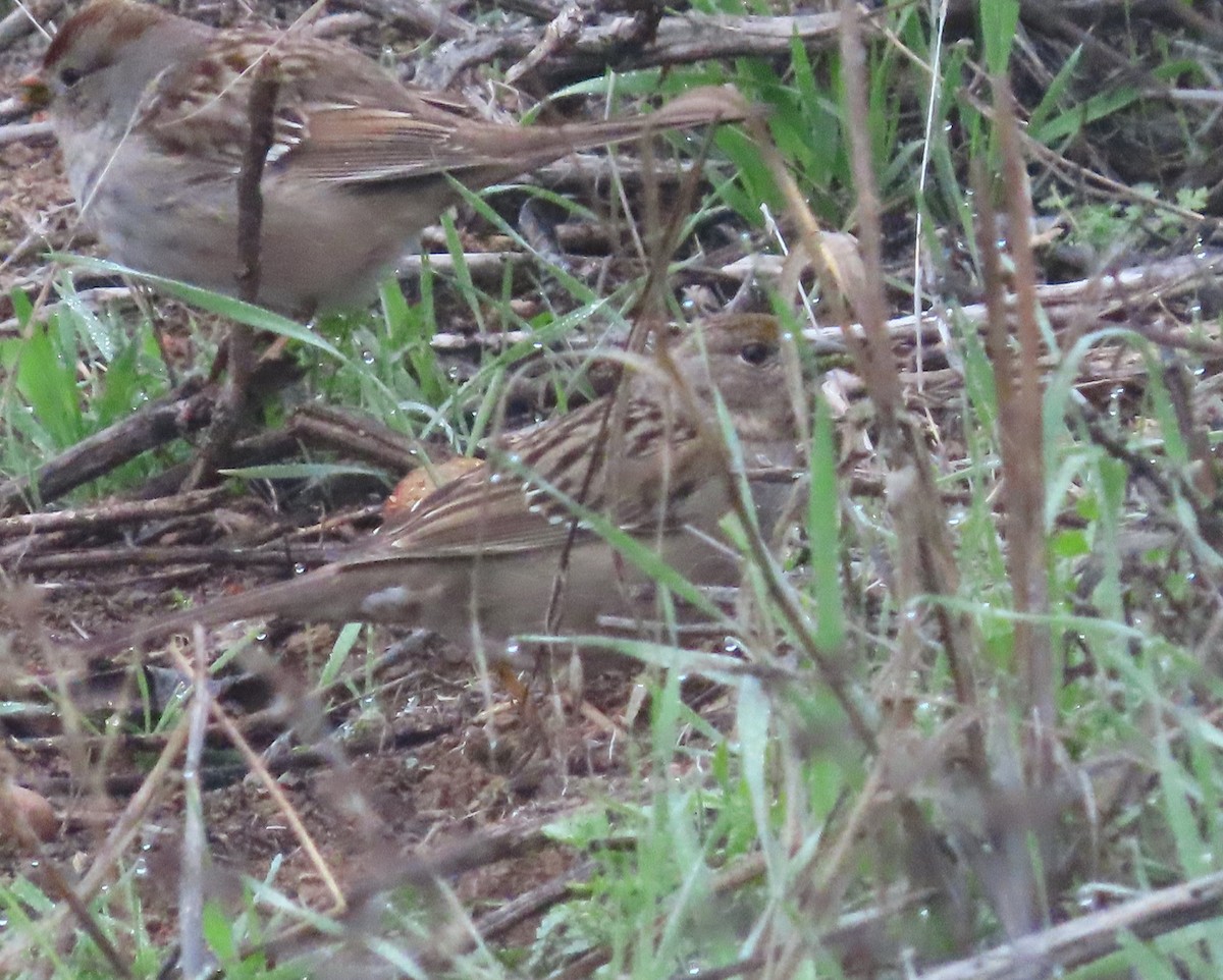 Golden-crowned Sparrow - ML524602951