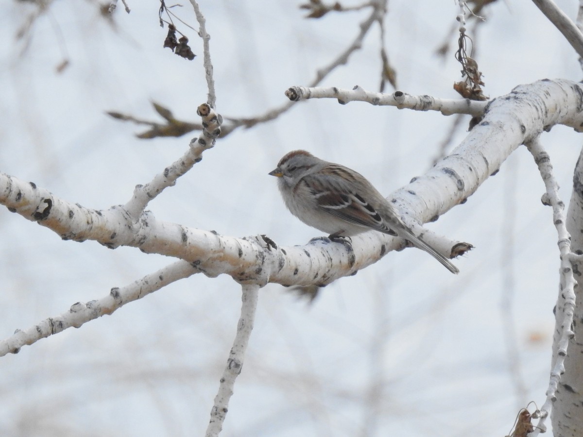 American Tree Sparrow - ML524602991