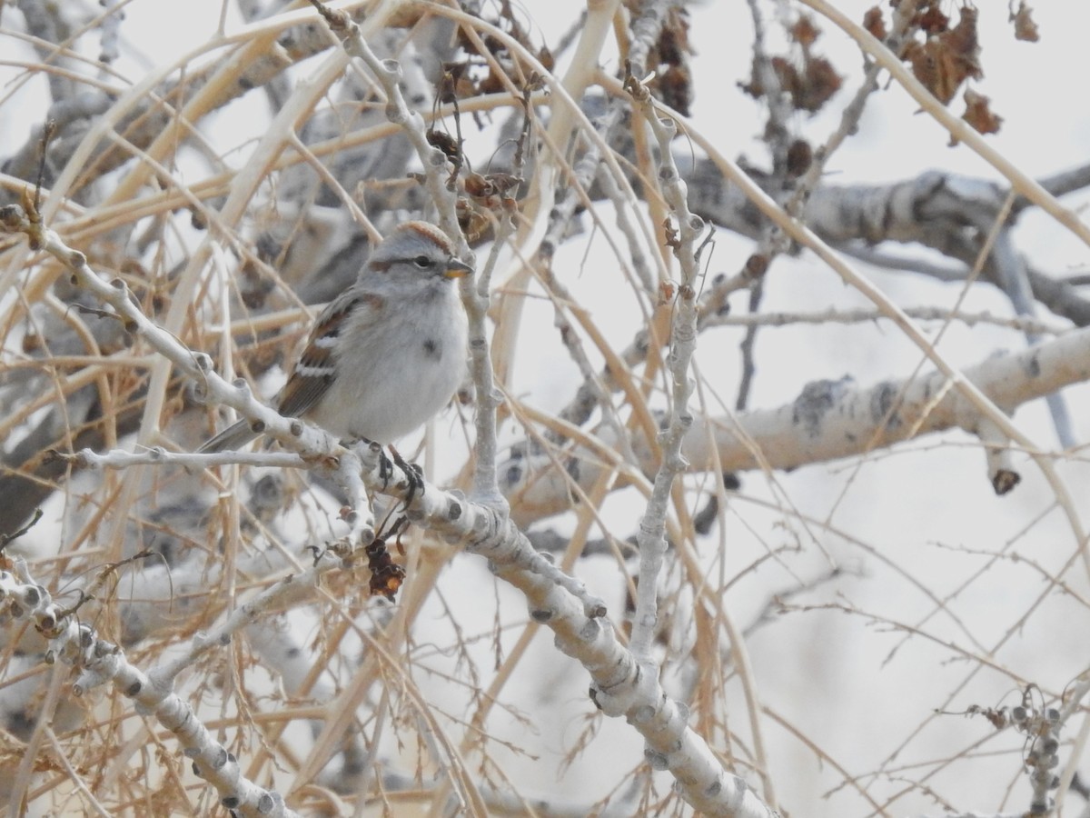 American Tree Sparrow - ML524603001