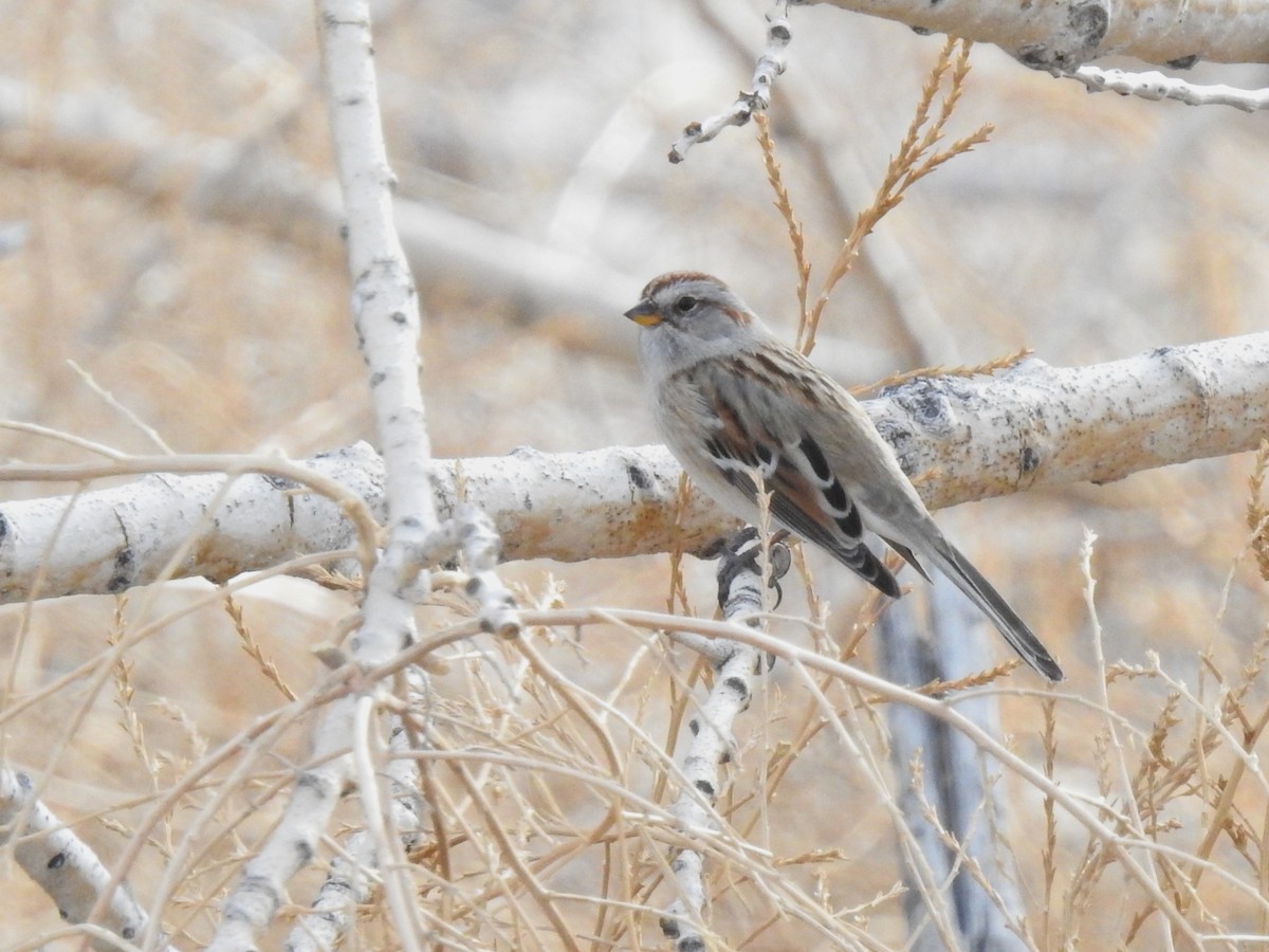 American Tree Sparrow - ML524603011