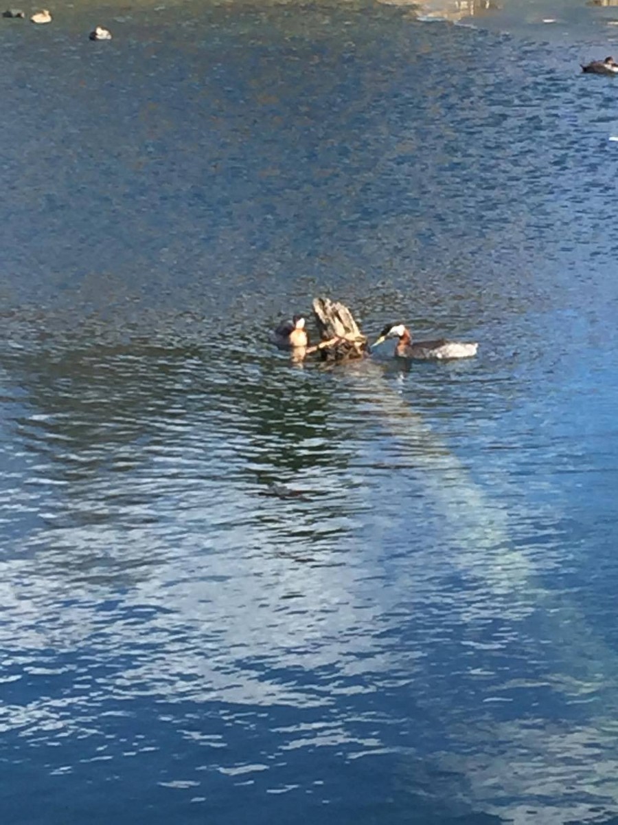 Red-necked Grebe - ML52460421