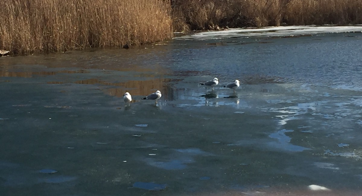 Ring-billed Gull - Gynelle Mendonca