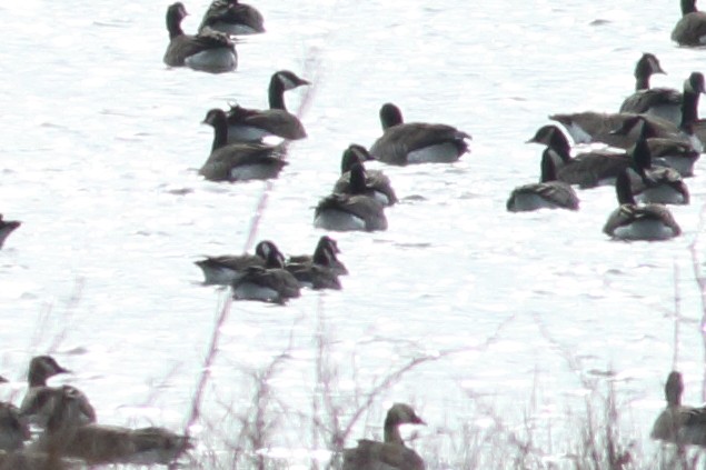 Cackling/Canada Goose - Richard Stanton