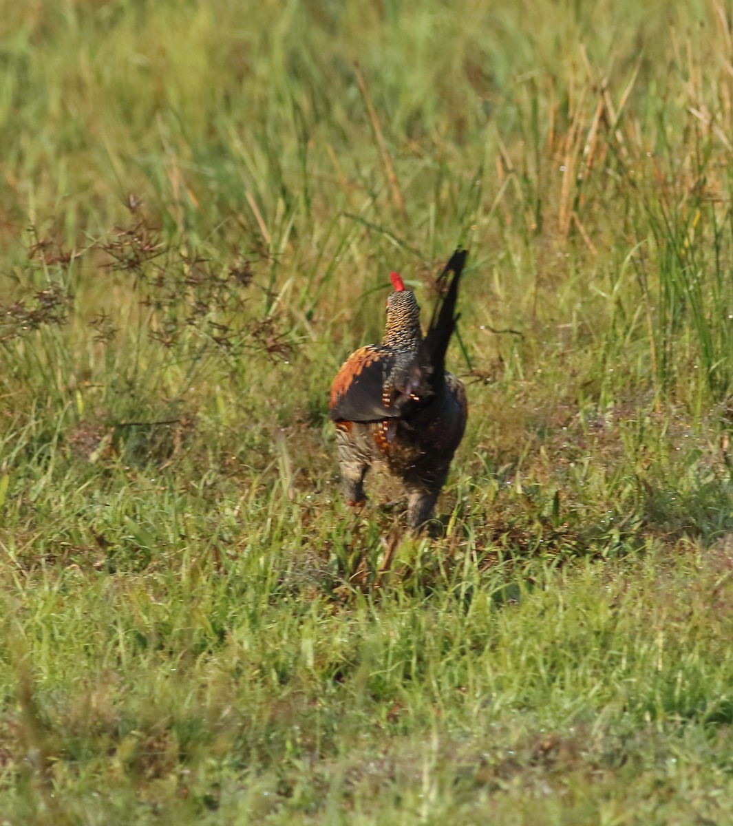 Gray Junglefowl - ML524606391