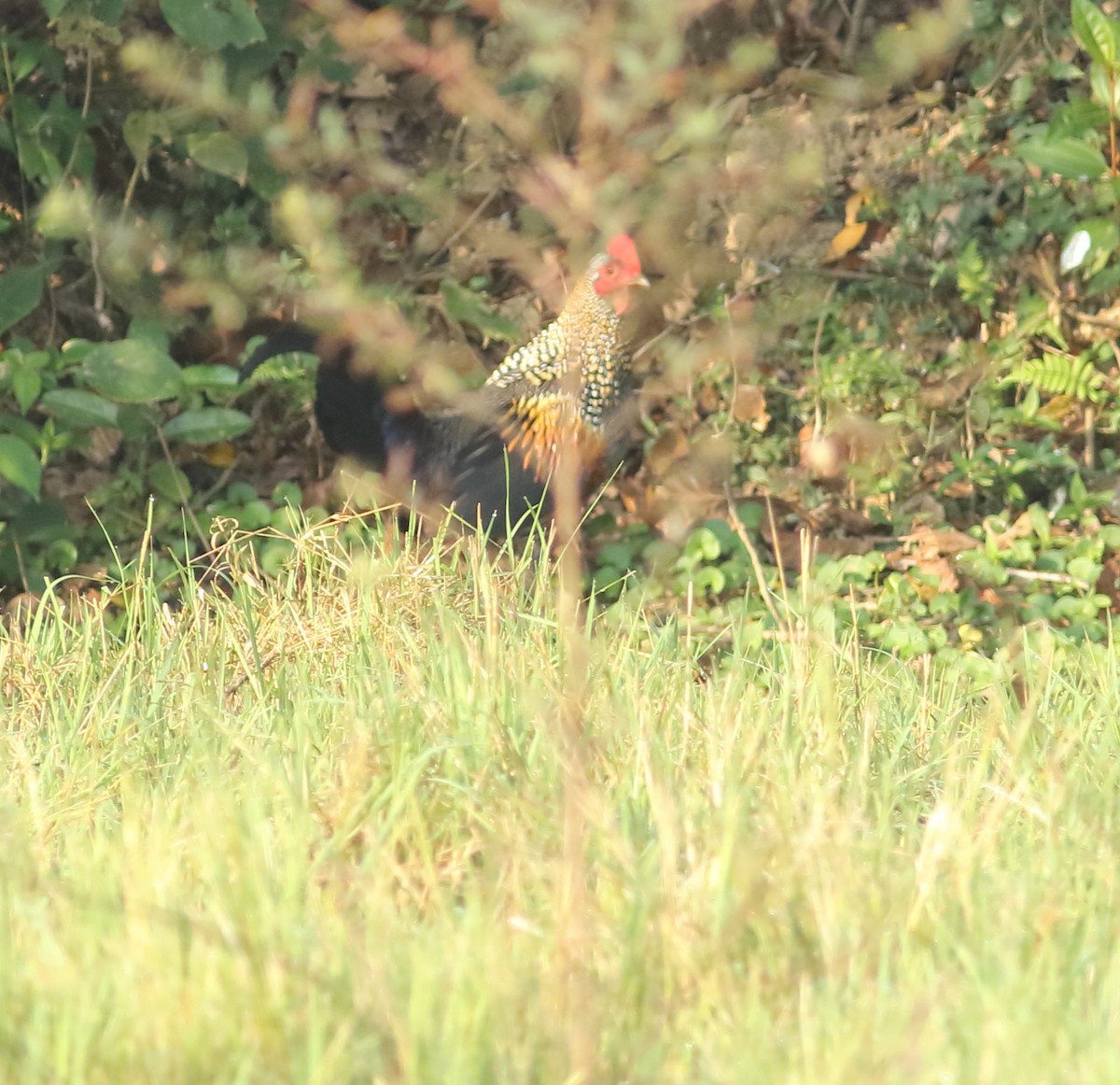 Gray Junglefowl - ML524606581