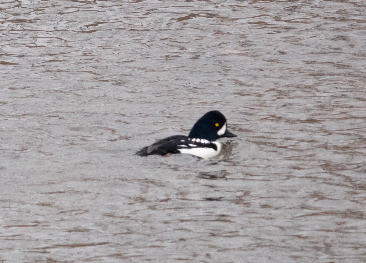 Barrow's Goldeneye - ML524606621