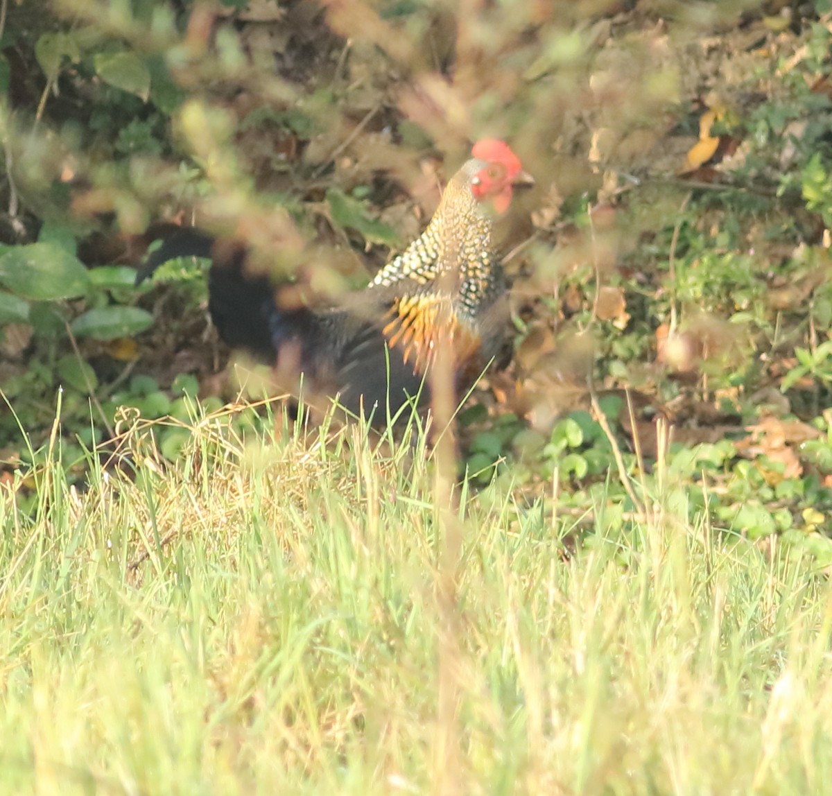 Gray Junglefowl - ML524606691