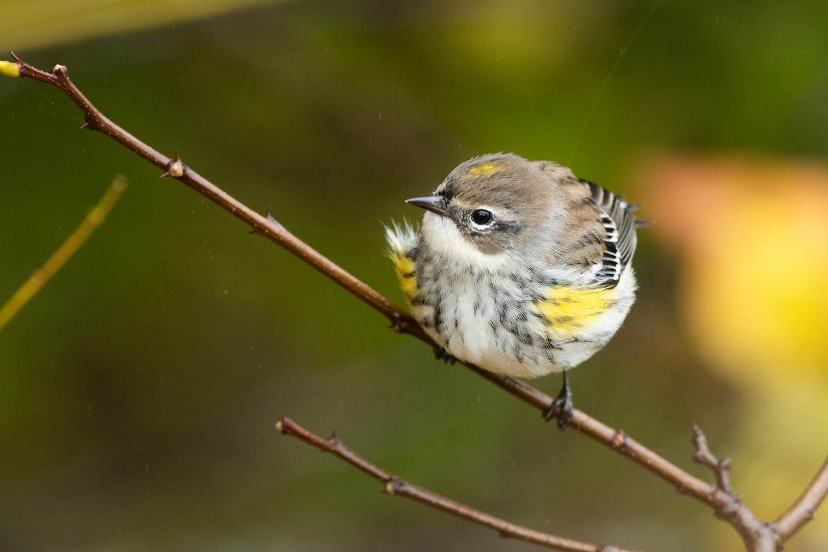 Yellow-rumped Warbler (Myrtle) - Jonathan Irons