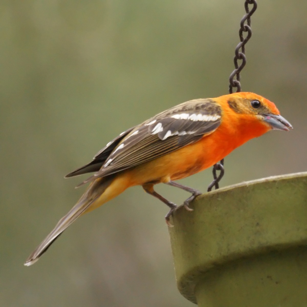 Flame-colored Tanager - ML524608721