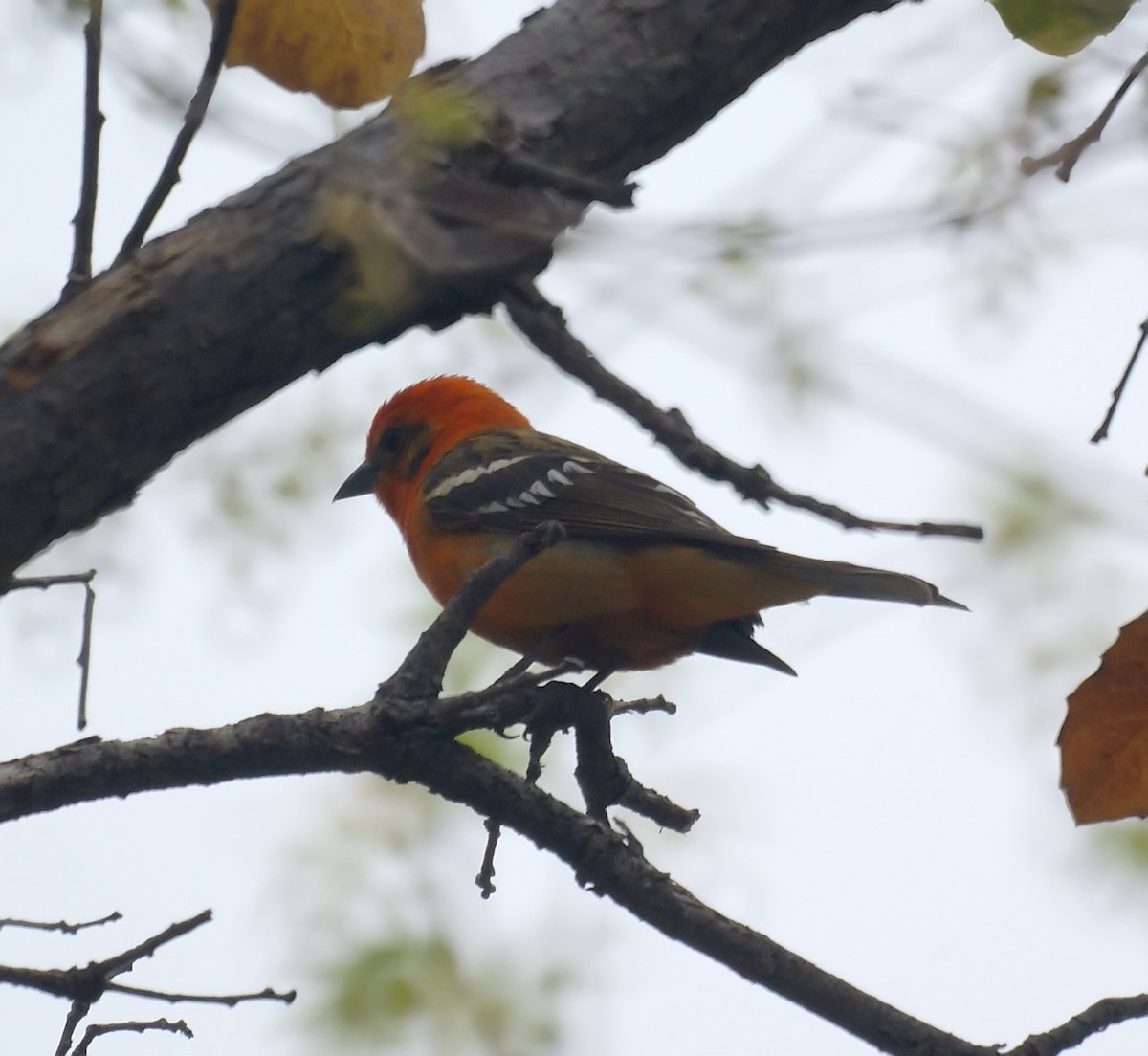 Flame-colored Tanager - ML524608771