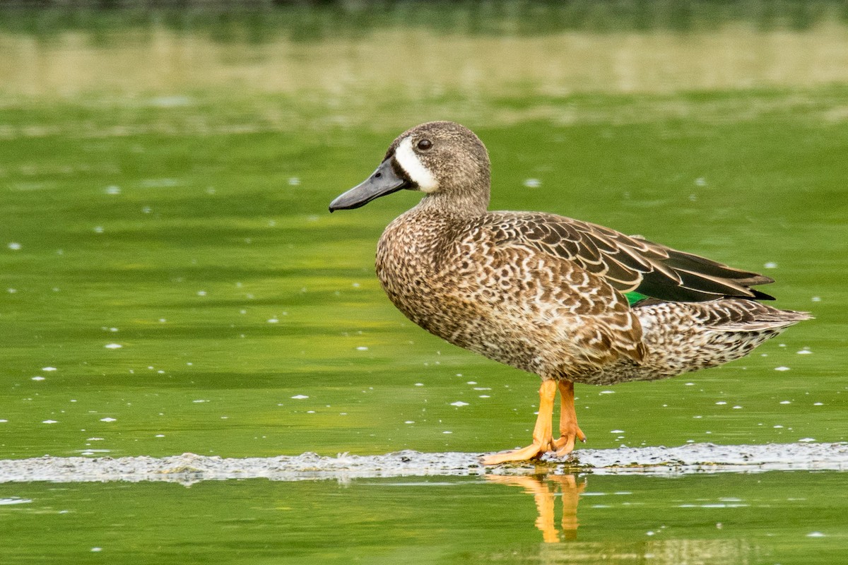 Blue-winged Teal - Lori Buhlman