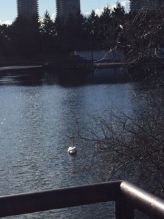 Trumpeter Swan - ML52461261