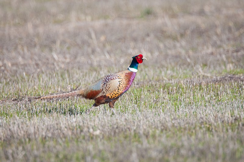 Ring-necked Pheasant - ML524614161