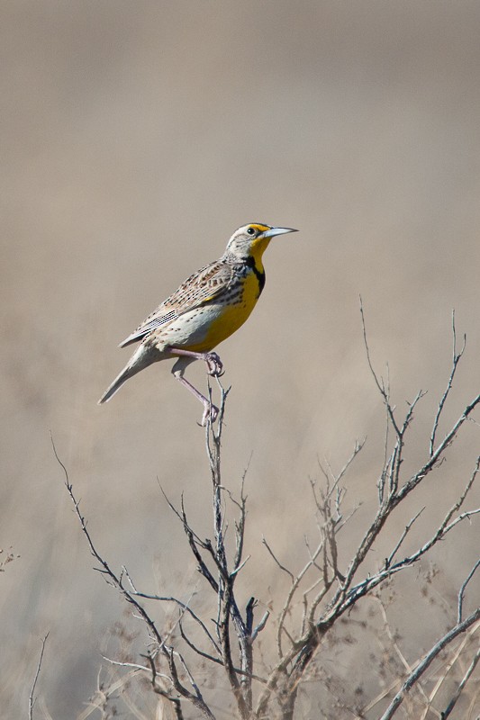 Western Meadowlark - ML524614631