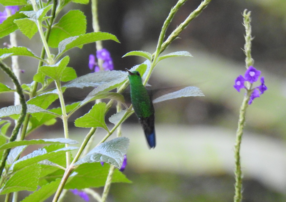 Blue-vented Hummingbird - Glenn Hodgkins