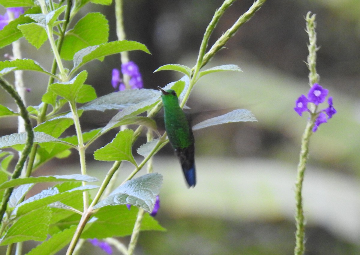 blågumpkolibri - ML524615731