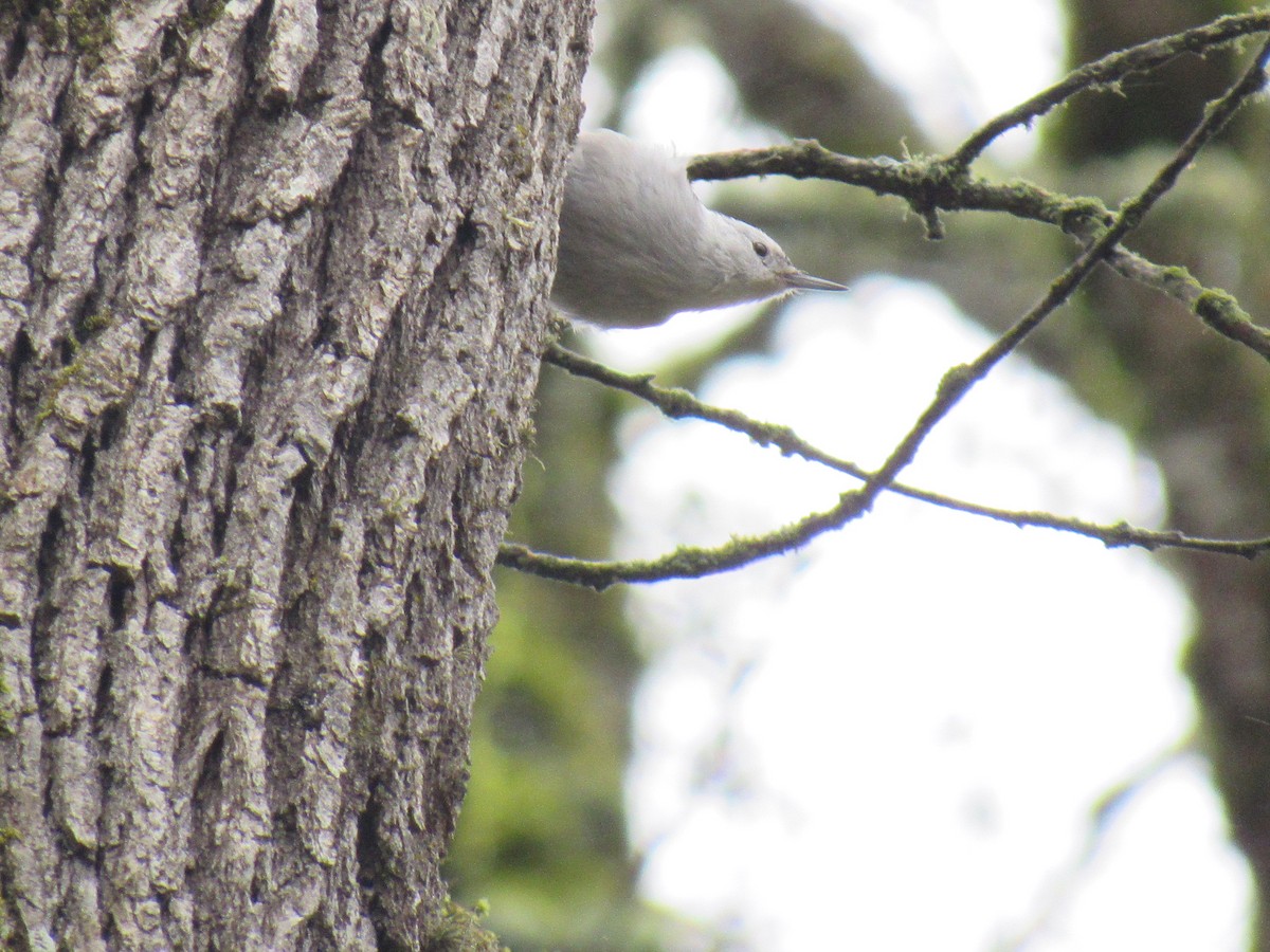 White-breasted Nuthatch - ML52461651