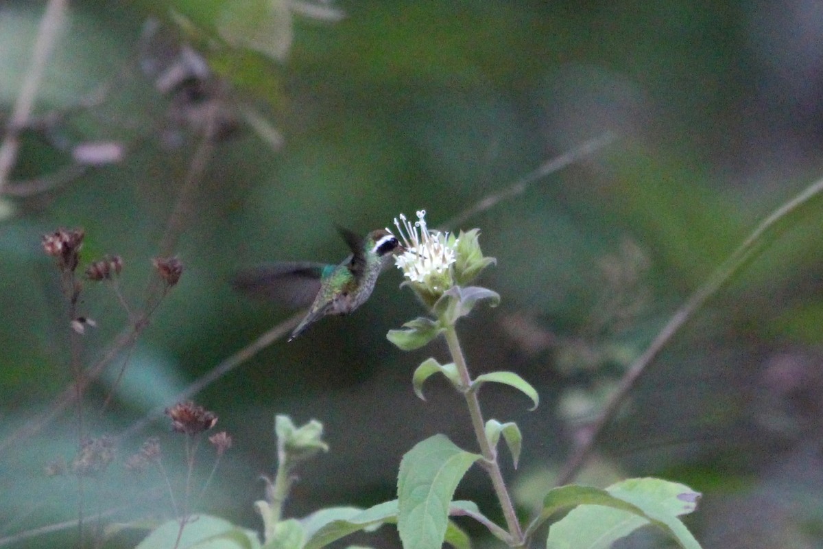 White-eared Hummingbird - ML524618171